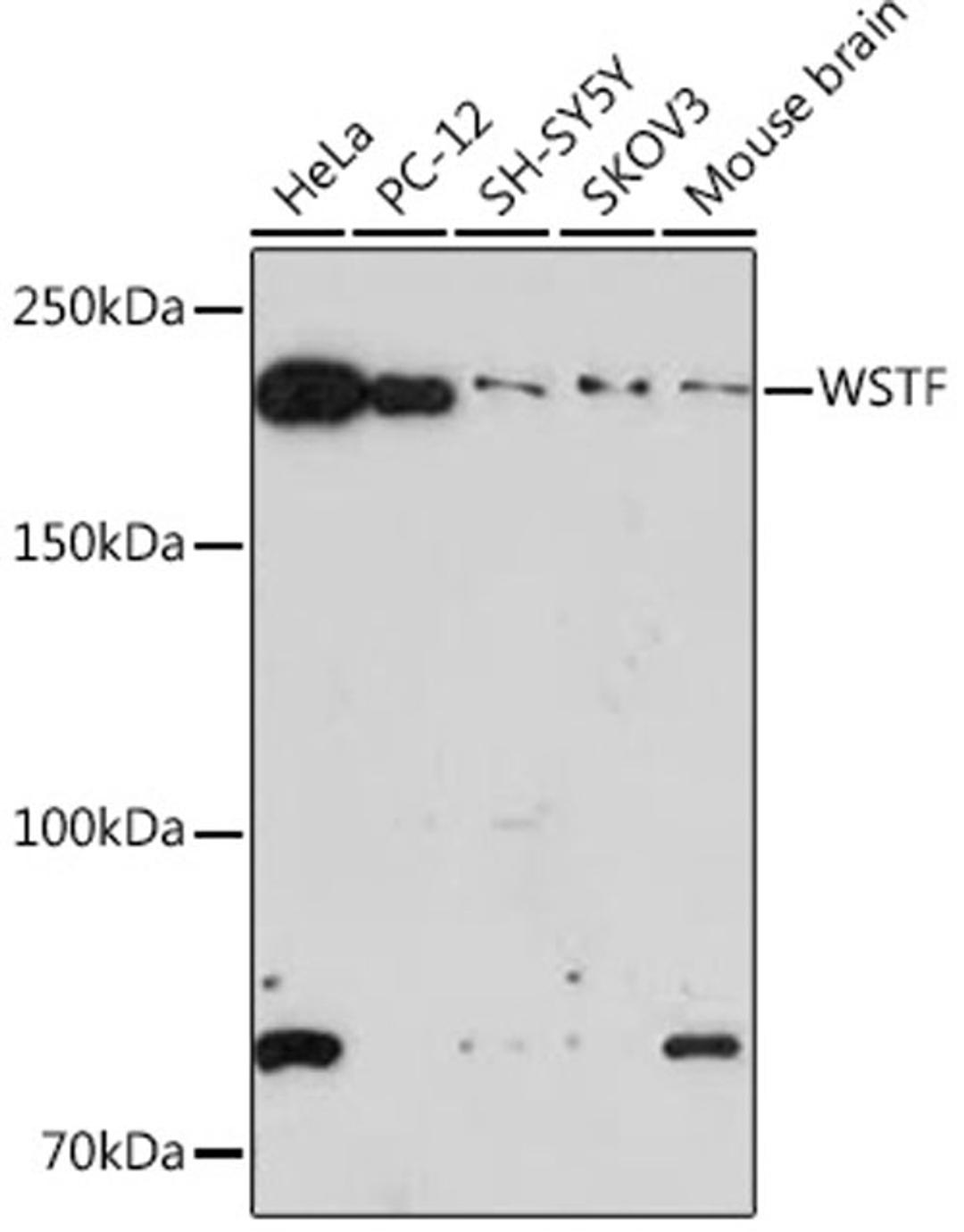 Western blot - WSTF Rabbit mAb (A9519)