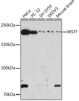 Western blot - WSTF Rabbit mAb (A9519)