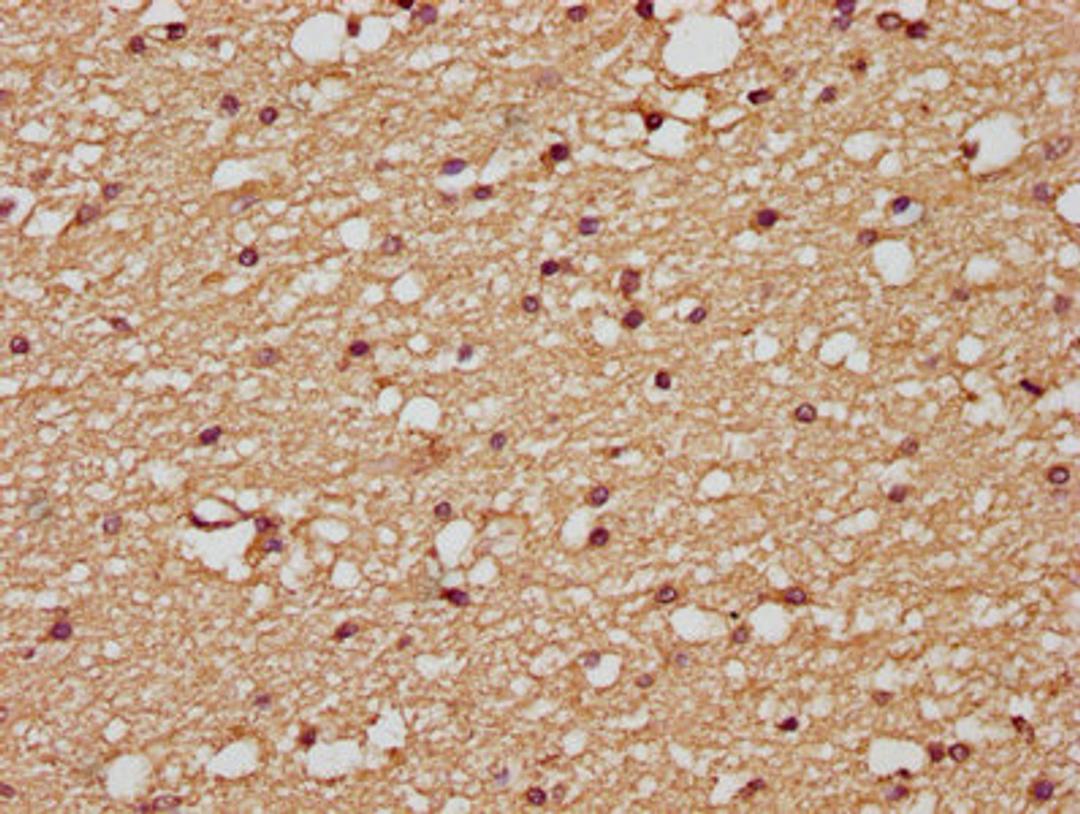IHC image of CSB-PA07505A0Rb diluted at 1:200 and staining in paraffin-embedded human brain tissue performed on a Leica BondTM system. After dewaxing and hydration, antigen retrieval was mediated by high pressure in a citrate buffer (pH 6.0). Section was blocked with 10% normal goat serum 30min at RT. Then primary antibody (1% BSA) was incubated at 4&deg;C overnight. The primary is detected by a biotinylated secondary antibody and visualized using an HRP conjugated SP system.