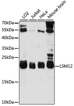 Western blot - LSM12 antibody (A15947)