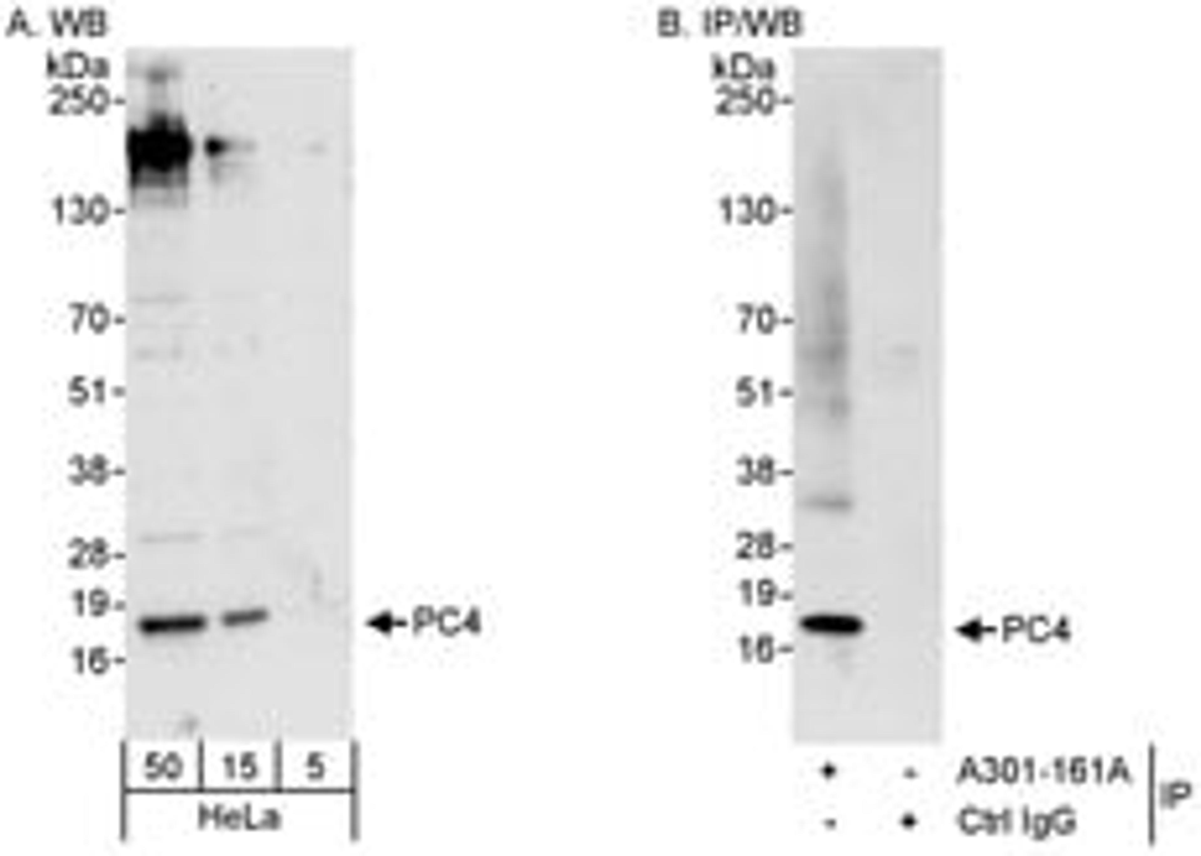 Detection of human PC4 by western blot and immunoprecipitation.