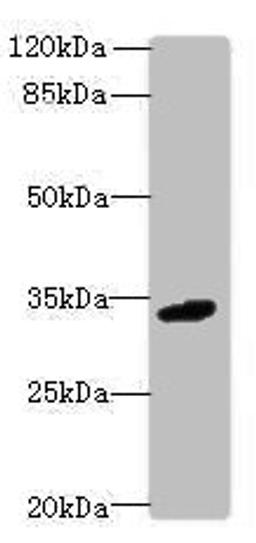 Western blot. All lanes: C10orf54 antibody at 4ug/ml + Mouse liver tissue. Secondary. Goat polyclonal to rabbit IgG at 1/10000 dilution. Predicted band size: 34 kDa. Observed band size: 34 kDa. 