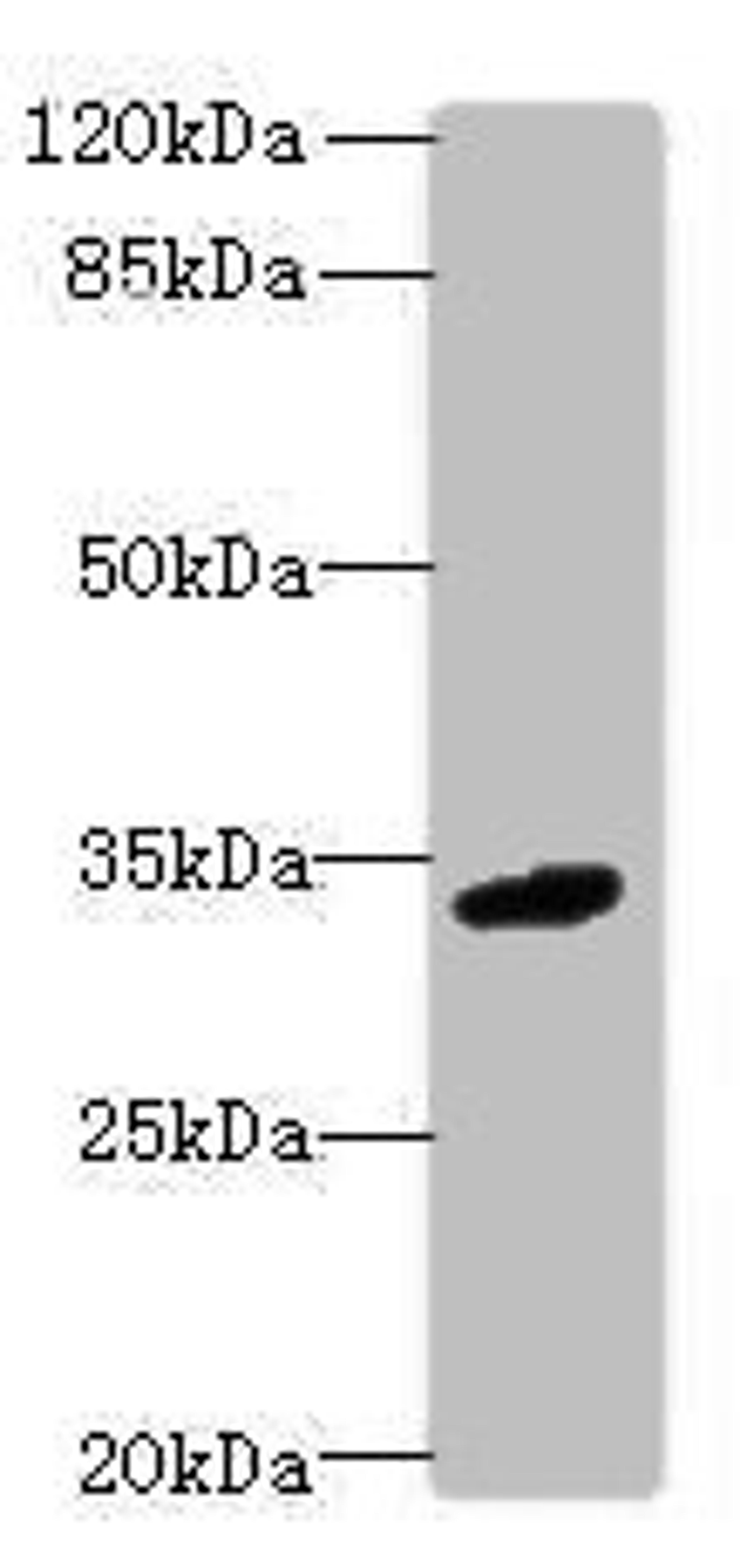 Western blot. All lanes: C10orf54 antibody at 4ug/ml + Mouse liver tissue. Secondary. Goat polyclonal to rabbit IgG at 1/10000 dilution. Predicted band size: 34 kDa. Observed band size: 34 kDa. 