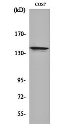 Western blot analysis of COS7 cell lysates using NFR kappa B antibody