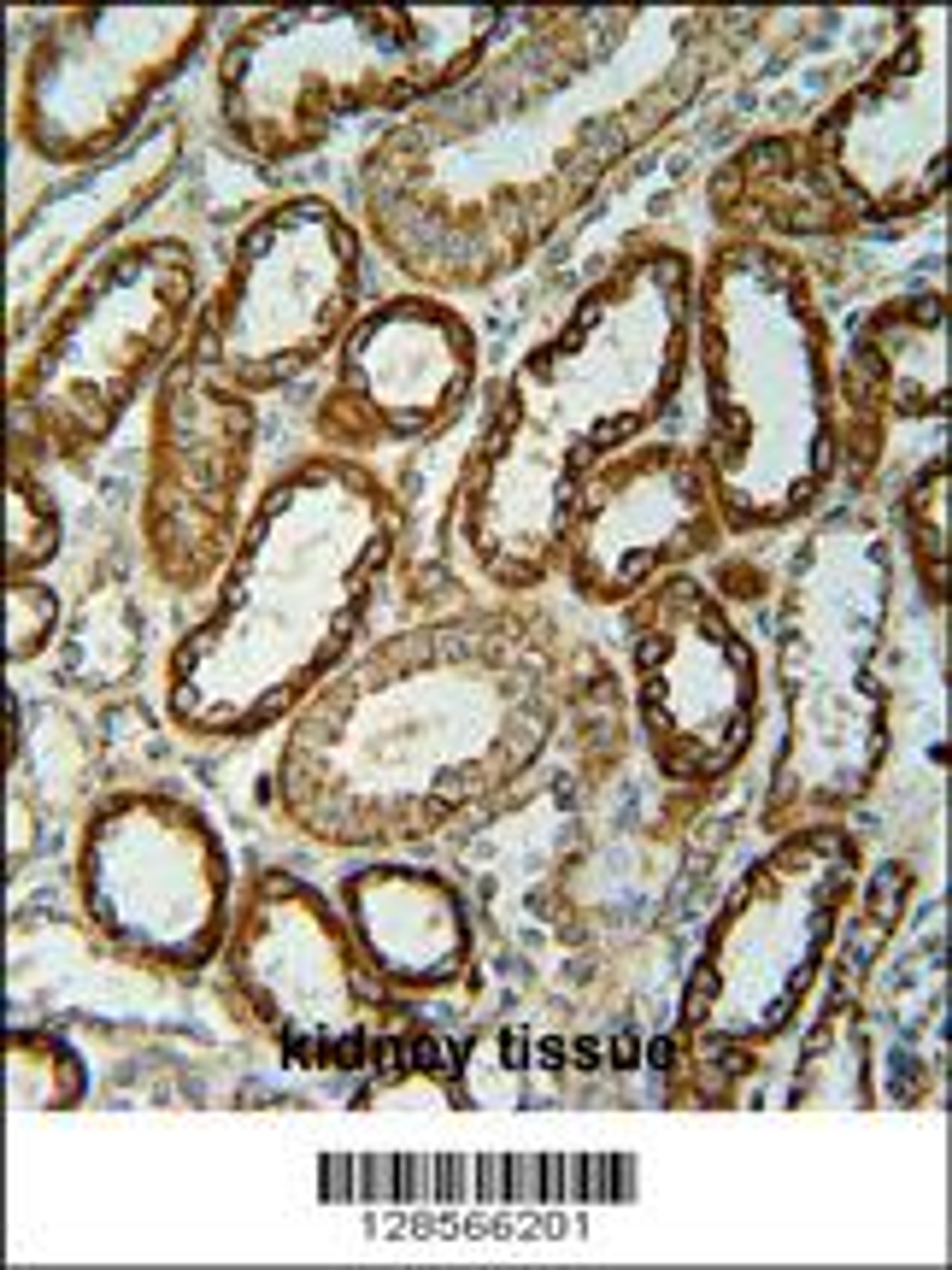 NDUFC2 Antibody immunohistochemistry analysis in formalin fixed and paraffin embedded human kidney tissue followed by peroxidase conjugation of the secondary antibody and DAB staining.