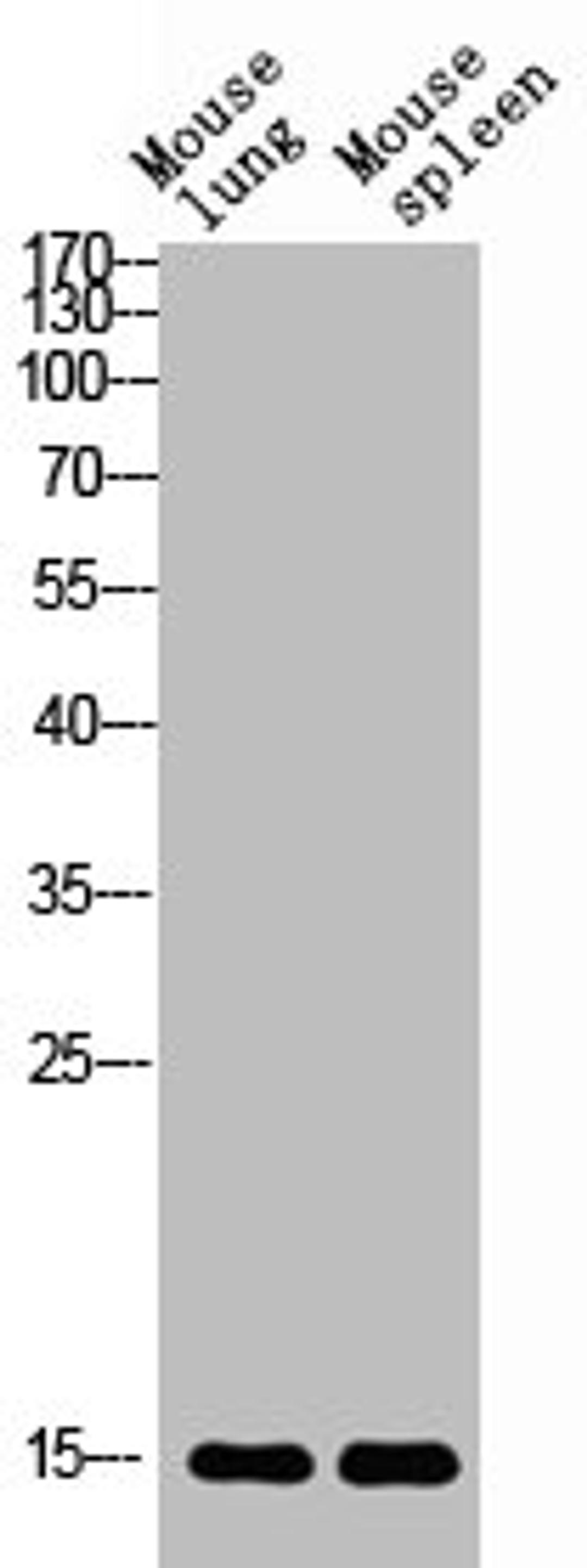 Western blot analysis of mouse-lung mouse-spleen lysis using BATF3 antibody. Antibody was diluted at 1:2000. Secondary antibody  was diluted at 1:20000