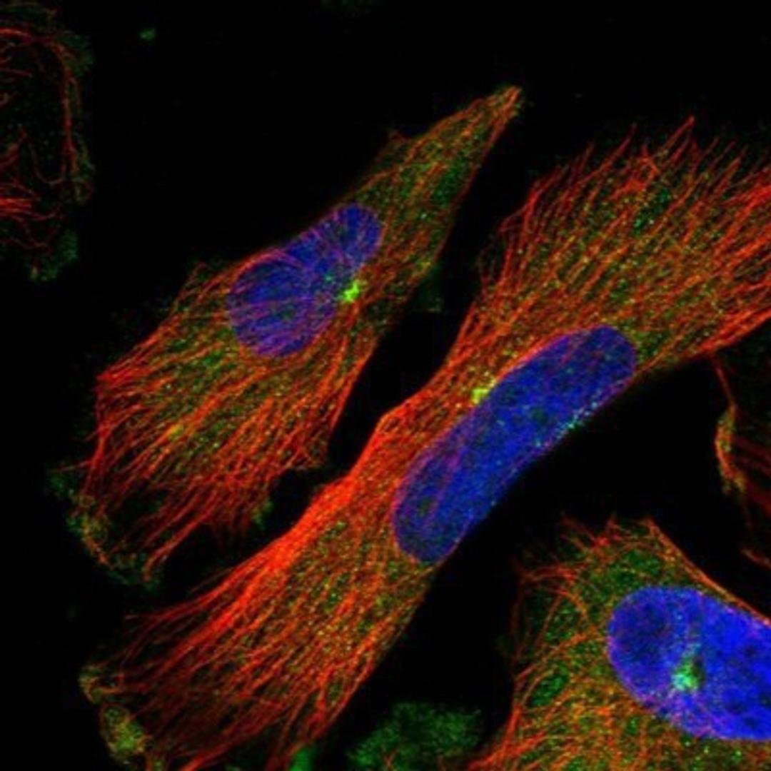 Immunocytochemistry/Immunofluorescence: PCM1 Antibody [NBP1-87196] - Staining of human cell line U-251MG shows positivity in nuclear membrane & centrosome.