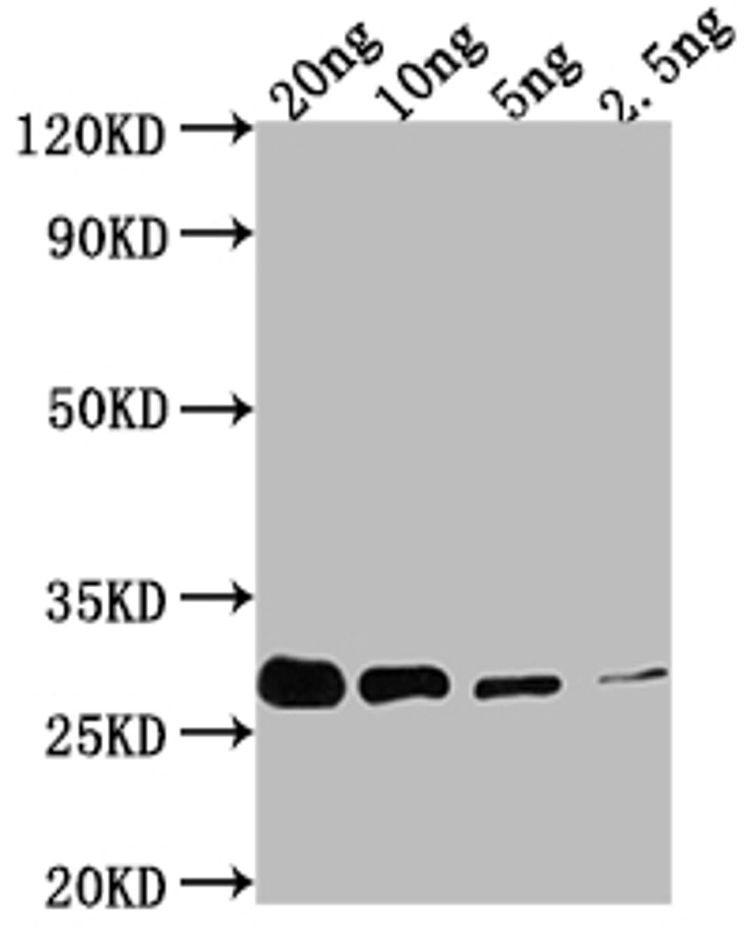 Western Blot. Positive WB detected in Recombinant protein. All lanes: prgI antibody at 1:2000. Secondary. Goat polyclonal to rabbit IgG at 1/50000 dilution. Predicted band size: 24.9 kDa. Observed band size: 30 kDa. 