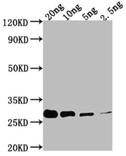 Western Blot. Positive WB detected in Recombinant protein. All lanes: prgI antibody at 1:2000. Secondary. Goat polyclonal to rabbit IgG at 1/50000 dilution. Predicted band size: 24.9 kDa. Observed band size: 30 kDa. 