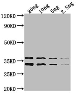 Western Blot. Positive WB detected in Recombinant protein. All lanes: NARL antibody at 1:2000. Secondary. Goat polyclonal to rabbit IgG at 1/50000 dilution. Predicted band size: 35.5 kDa. Observed band size: 34 kDa. 