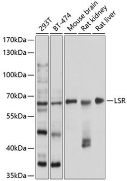 Western blot - LSR antibody (A9340)