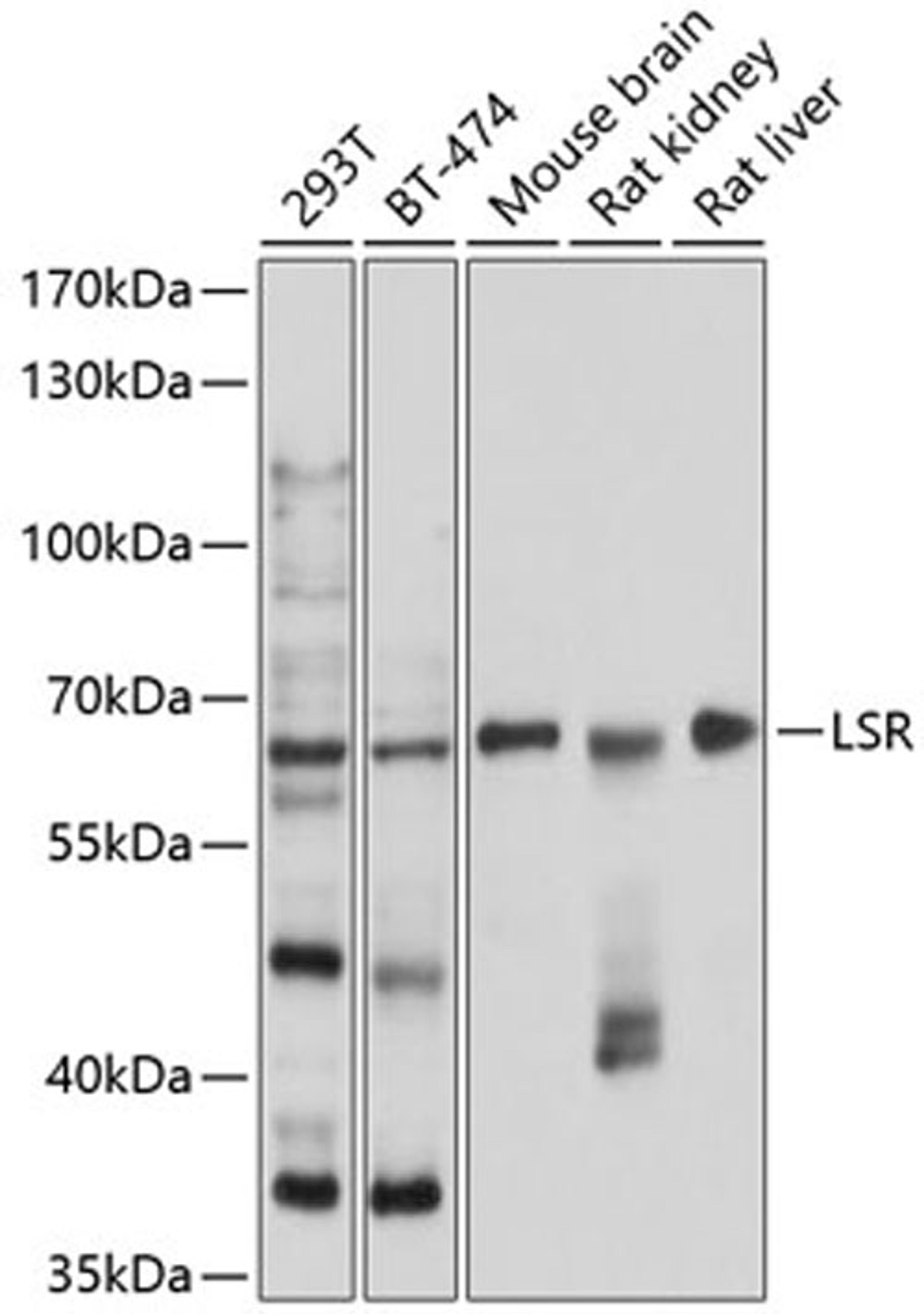 Western blot - LSR antibody (A9340)