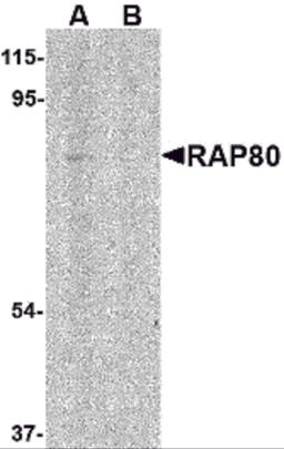 Western blot analysis of RAP80 in 293 cell lysate in (A) the absence and (B) presence of blocking peptide with RAP80 antibody at 1 μg/mL.