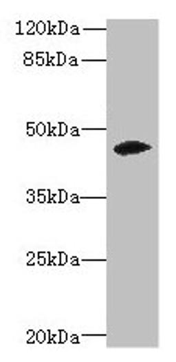 Western blot. All lanes: ZSCAN9 antibody at 0.3µg/ml + Mouse brain tissue. Secondary. Goat polyclonal to rabbit IgG at 1/10000 dilution. Predicted band size: 46, 52 kDa. Observed band size: 46 kDa