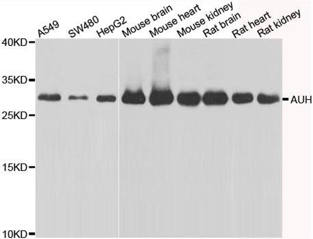 Western blot analysis of extracts of various cell lines using AUH antibody