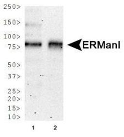 Western Blot: ERManI Antibody (3C2) [NBP2-13167] - Western blot analysis of ERManI expression in 1) NTERA-2 and 2) A-431 whole cell lysates.