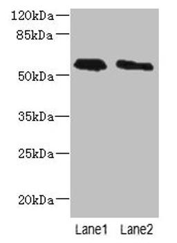 Western blot. All lanes: PLD4 antibody at 4µg/ml. Lane 1: THP-1 whole cell lysate. Lane 2: Human placenta tissue. Secondary. Goat polyclonal to rabbit IgG at 1/10000 dilution. Predicted band size: 56 kDa. Observed band size: 56 kDa