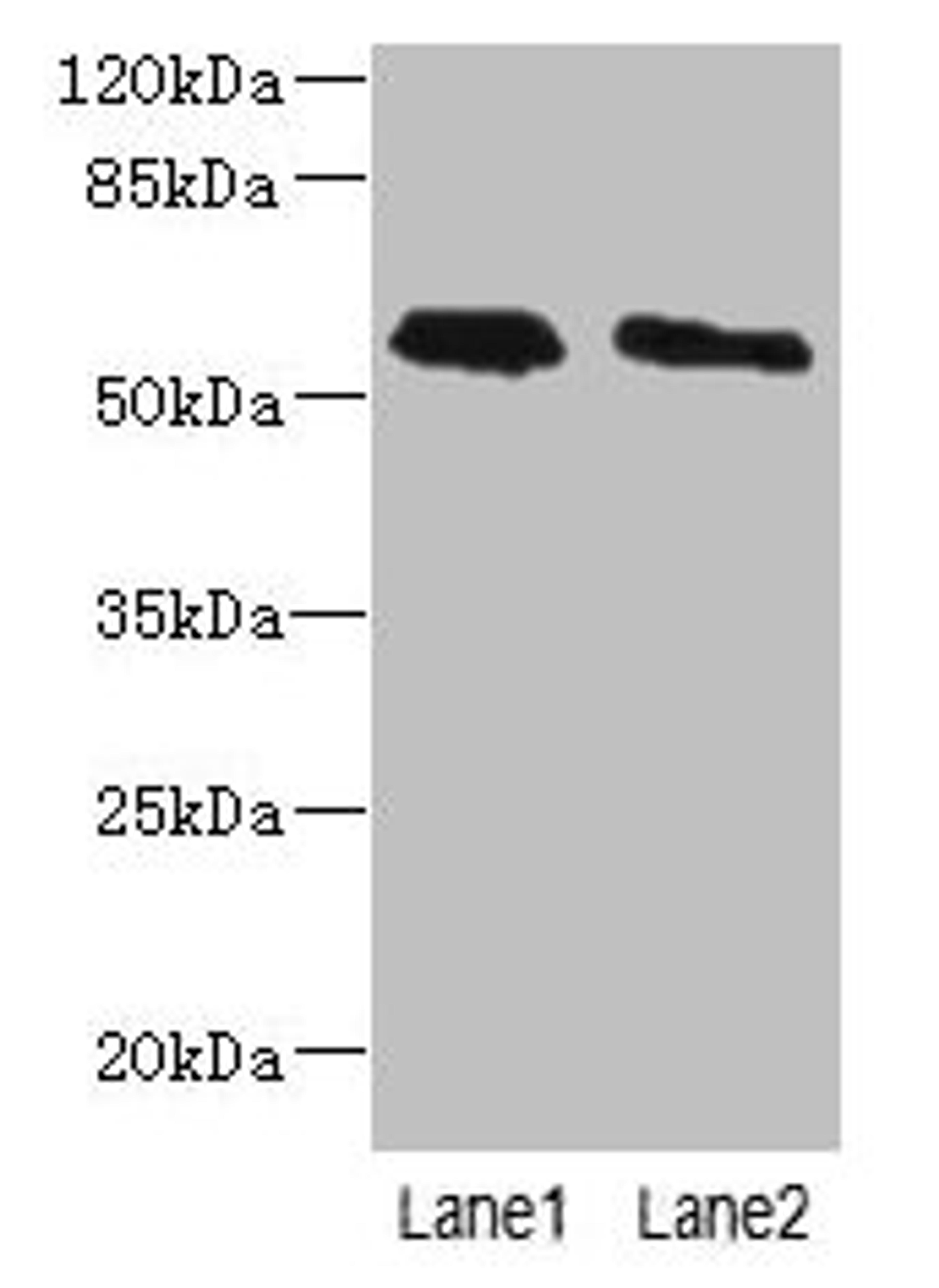 Western blot. All lanes: PLD4 antibody at 4µg/ml. Lane 1: THP-1 whole cell lysate. Lane 2: Human placenta tissue. Secondary. Goat polyclonal to rabbit IgG at 1/10000 dilution. Predicted band size: 56 kDa. Observed band size: 56 kDa