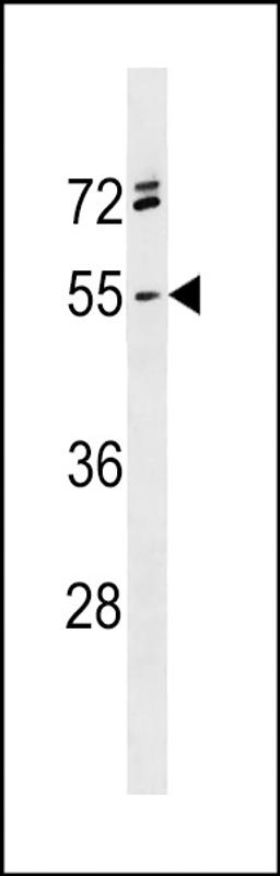 Western blot analysis in NCI-H460 cell line lysates (35ug/lane).