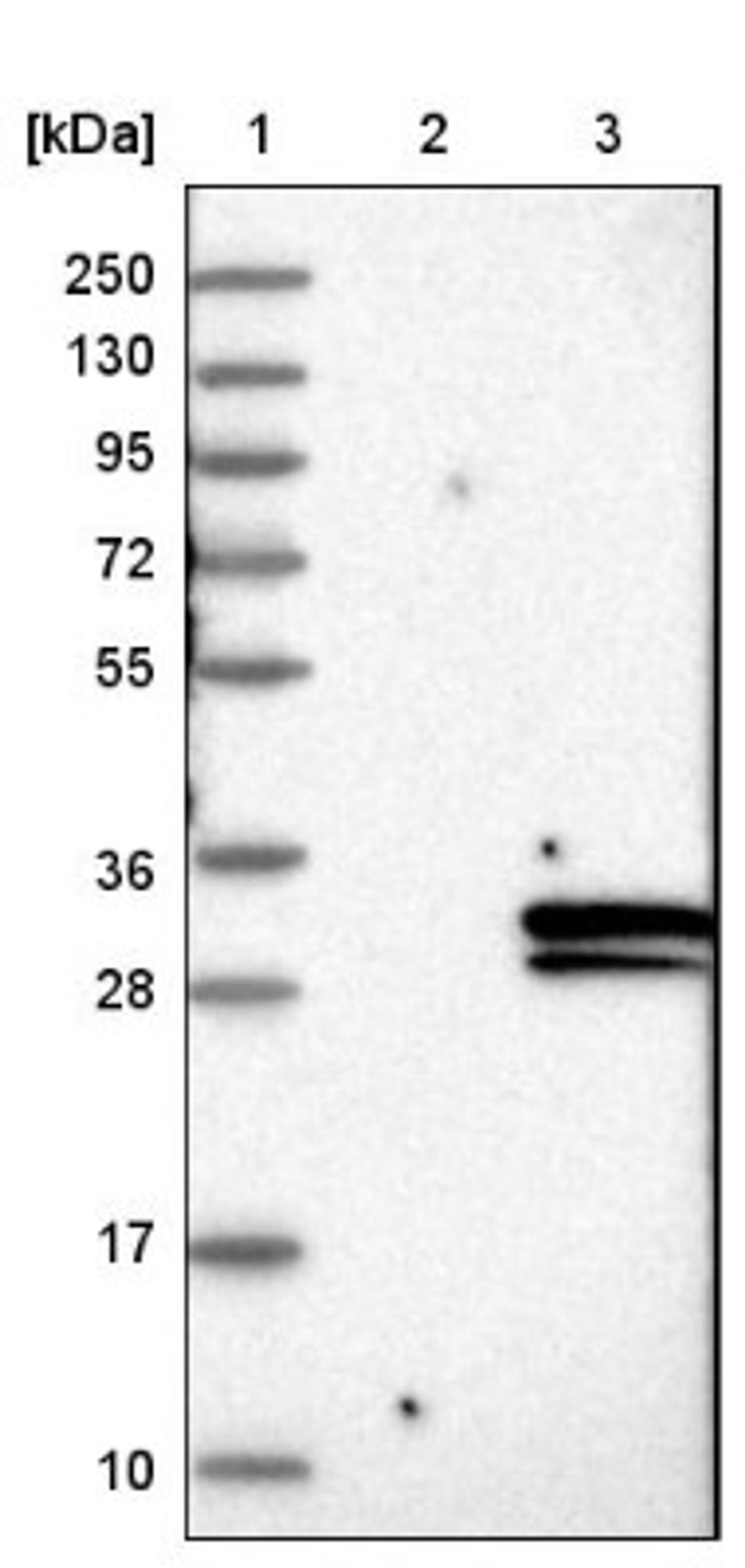 Western Blot: FIBIN Antibody [NBP1-81154] - Lane 1: Marker [kDa] 250, 130, 95, 72, 55, 36, 28, 17, 10<br/>Lane 2: Negative control (vector only transfected HEK293T lysate)<br/>Lane 3: Over-expression lysate (Co-expressed with a C-terminal myc-DDK tag (~3.1 kDa) in mammalian HEK293T cells, LY404306)