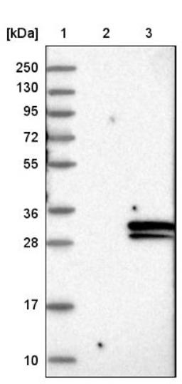 Western Blot: FIBIN Antibody [NBP1-81154] - Lane 1: Marker [kDa] 250, 130, 95, 72, 55, 36, 28, 17, 10<br/>Lane 2: Negative control (vector only transfected HEK293T lysate)<br/>Lane 3: Over-expression lysate (Co-expressed with a C-terminal myc-DDK tag (~3.1 kDa) in mammalian HEK293T cells, LY404306)