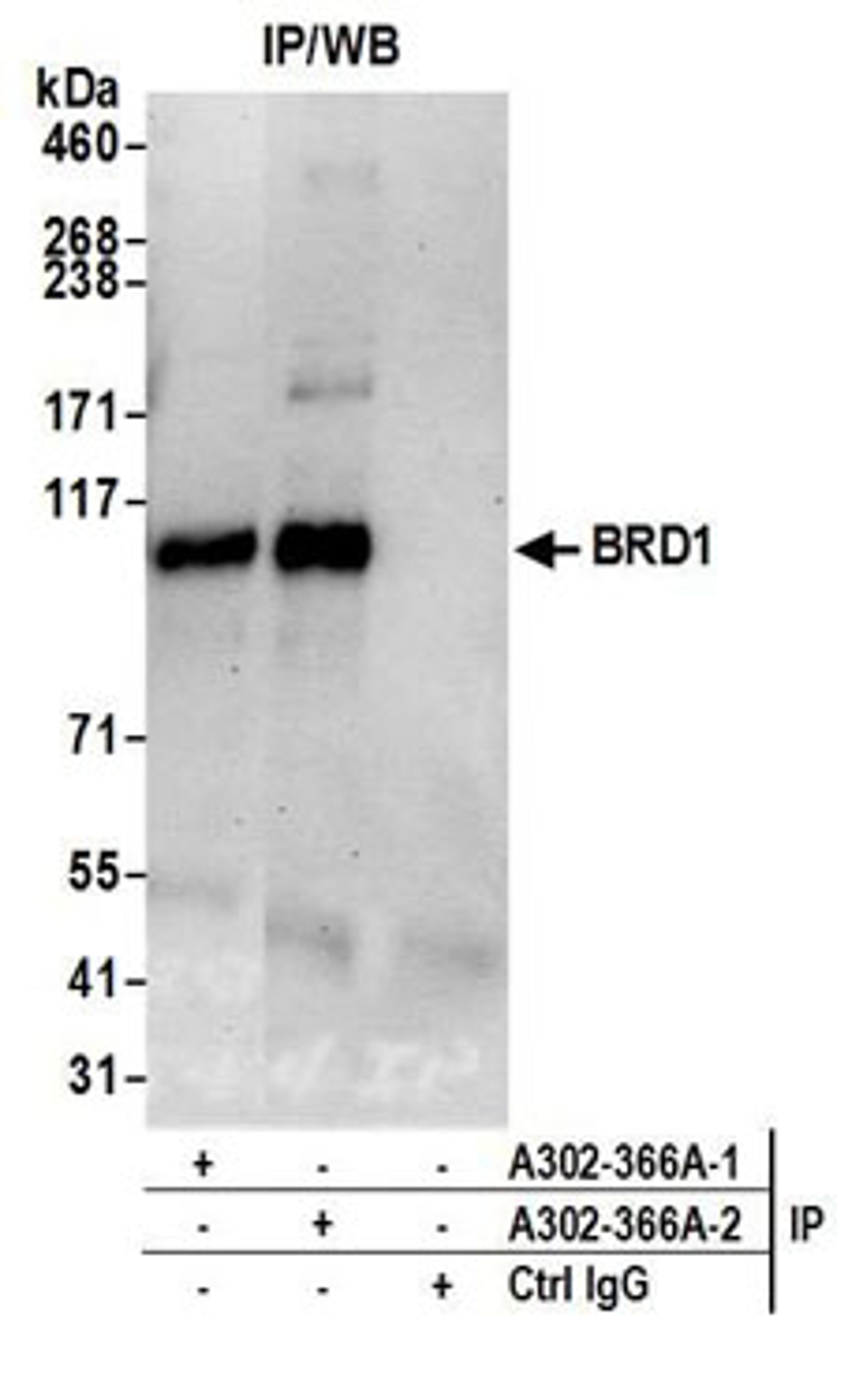 Detection of human BRD1 by western blot of immunoprecipitates.