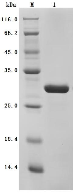 (Tris-Glycine gel) Discontinuous SDS-PAGE (reduced) with 5% enrichment gel and 15% separation gel.