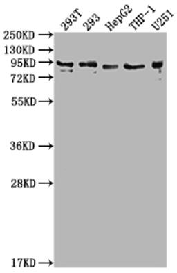 Western Blot. Positive WB detected in: 293T whole cell lysate, 293 whole cell lysate, HepG2 whole cell lysate, THP-1 whole cell lysate, U251 whole cell lysate. All lanes: CCHCR1 antibody at 1:2000. Secondary. Goat polyclonal to rabbit IgG at 1/50000 dilution. Predicted band size: 89, 100, 96 kDa. Observed band size: 89 kDa. 