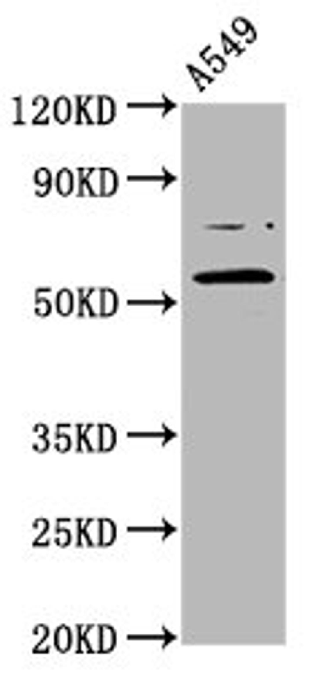 Western Blot. Positive WB detected in: A549 whole cell lysate. All lanes: PRDM11 antibody at 5.6µg/ml. Secondary. Goat polyclonal to rabbit IgG at 1/50000 dilution. Predicted band size: 58, 54 kDa. Observed band size: 58 kDa
