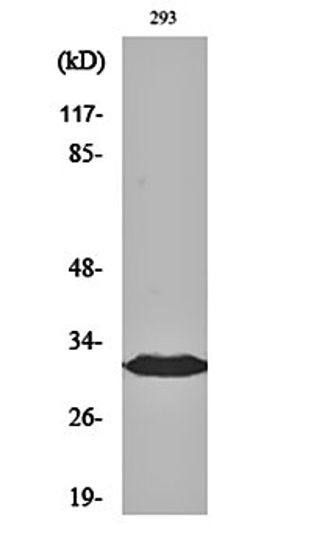 Western blot analysis of 293 cell lysates using BAM32 antibody