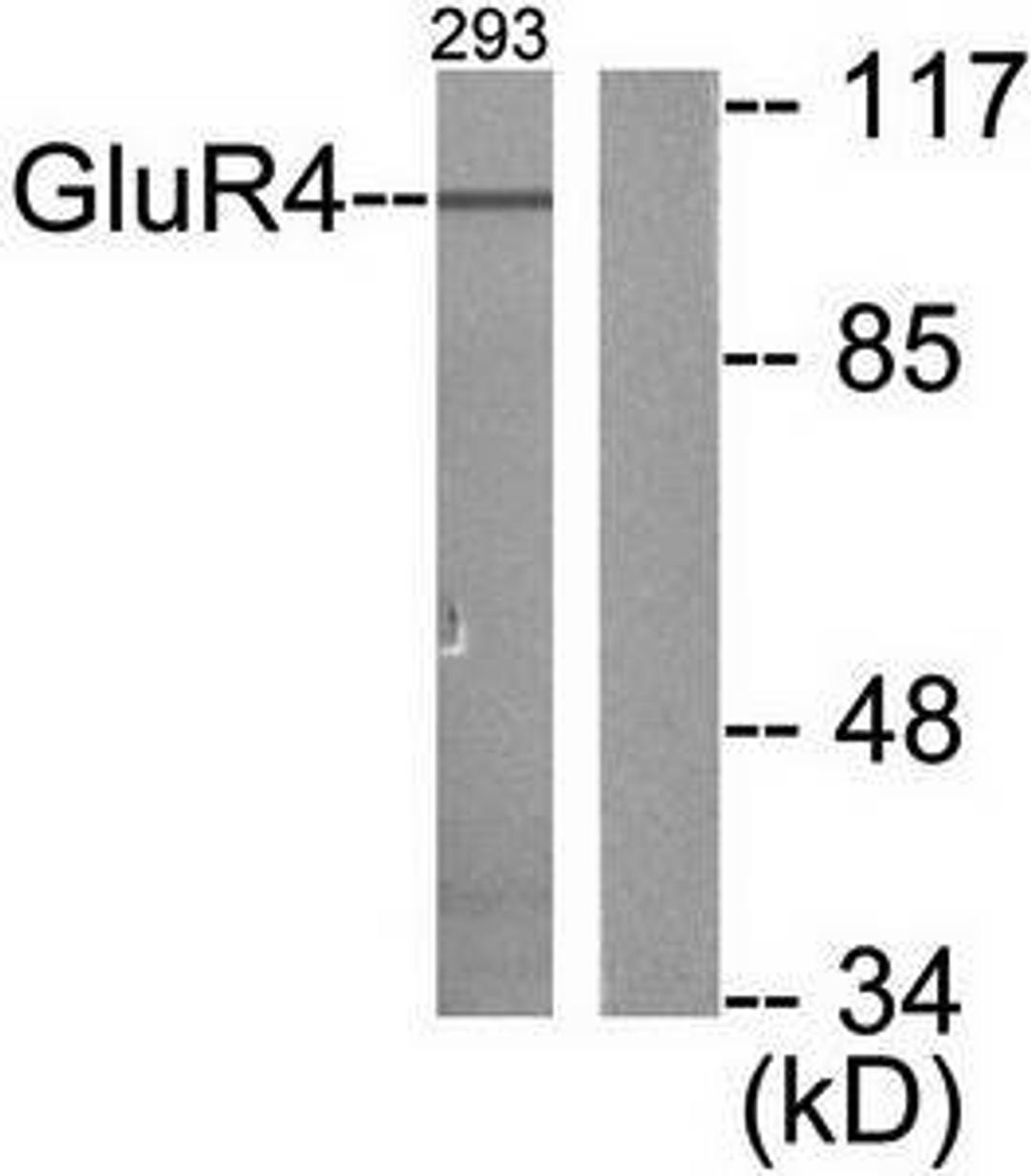 Western blot analysis of extracts from 293 cells using mGluR4 antibody