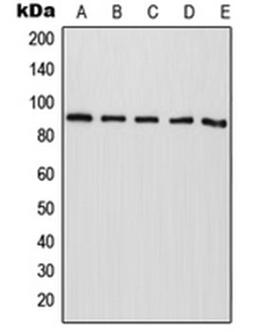 Western blot analysis of HepG2 (Lane 1), NIH3T3 (Lane 2), mouse liver (Lane 3), rat liver (Lane 4), PC12 (Lane 5) whole cell lysates using RASA4 antibody