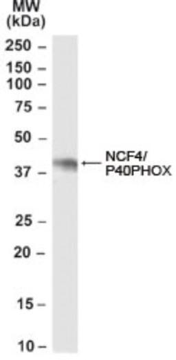 Western Blot: NCF4 Antibody [NB100-61666] - Analysis of NCF4 antibody using NB100-61666 at 0.01ug/ml in Daudi cell lysate (35ug protein in RIPA buffer).