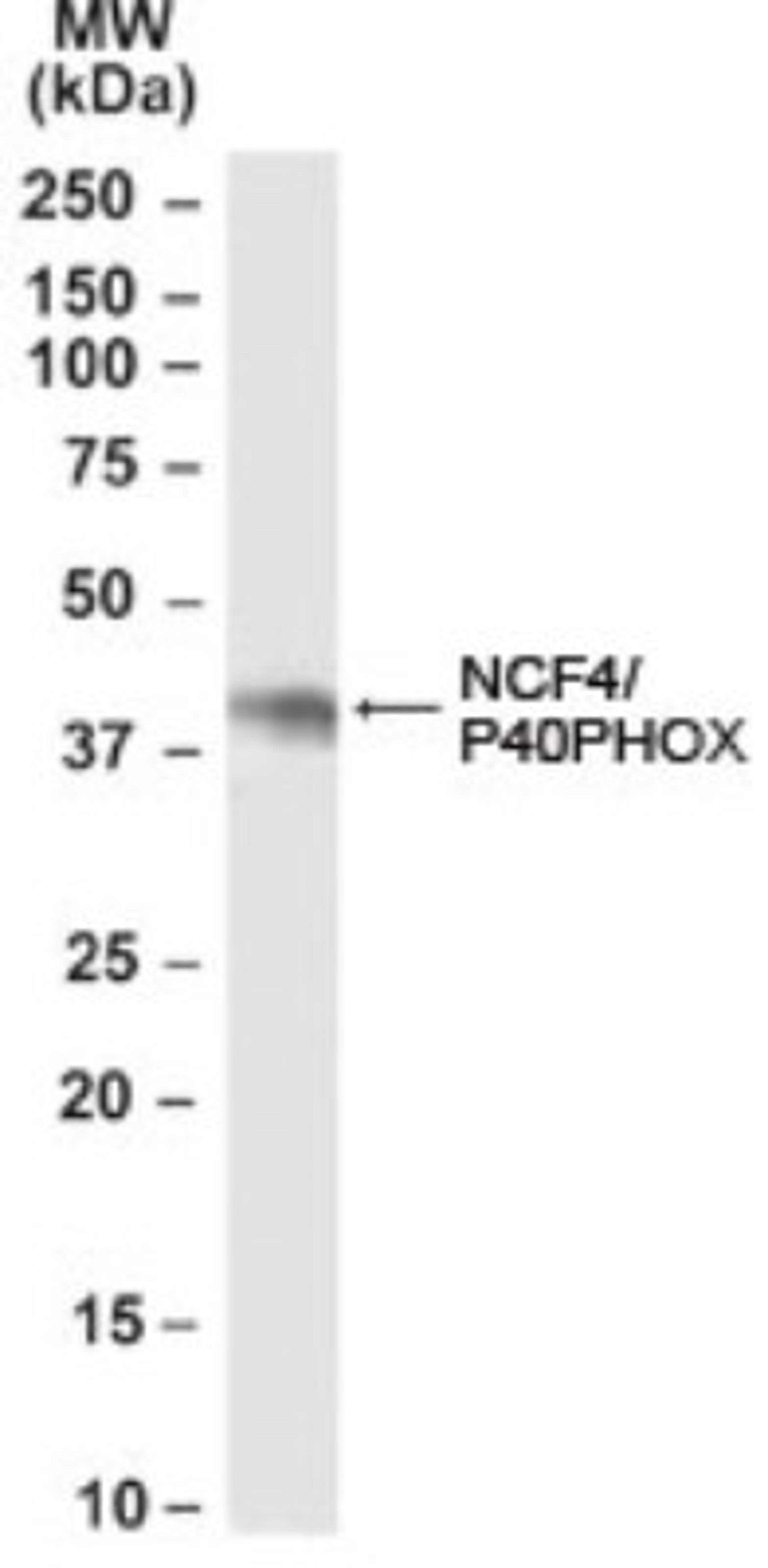 Western Blot: NCF4 Antibody [NB100-61666] - Analysis of NCF4 antibody using NB100-61666 at 0.01ug/ml in Daudi cell lysate (35ug protein in RIPA buffer).