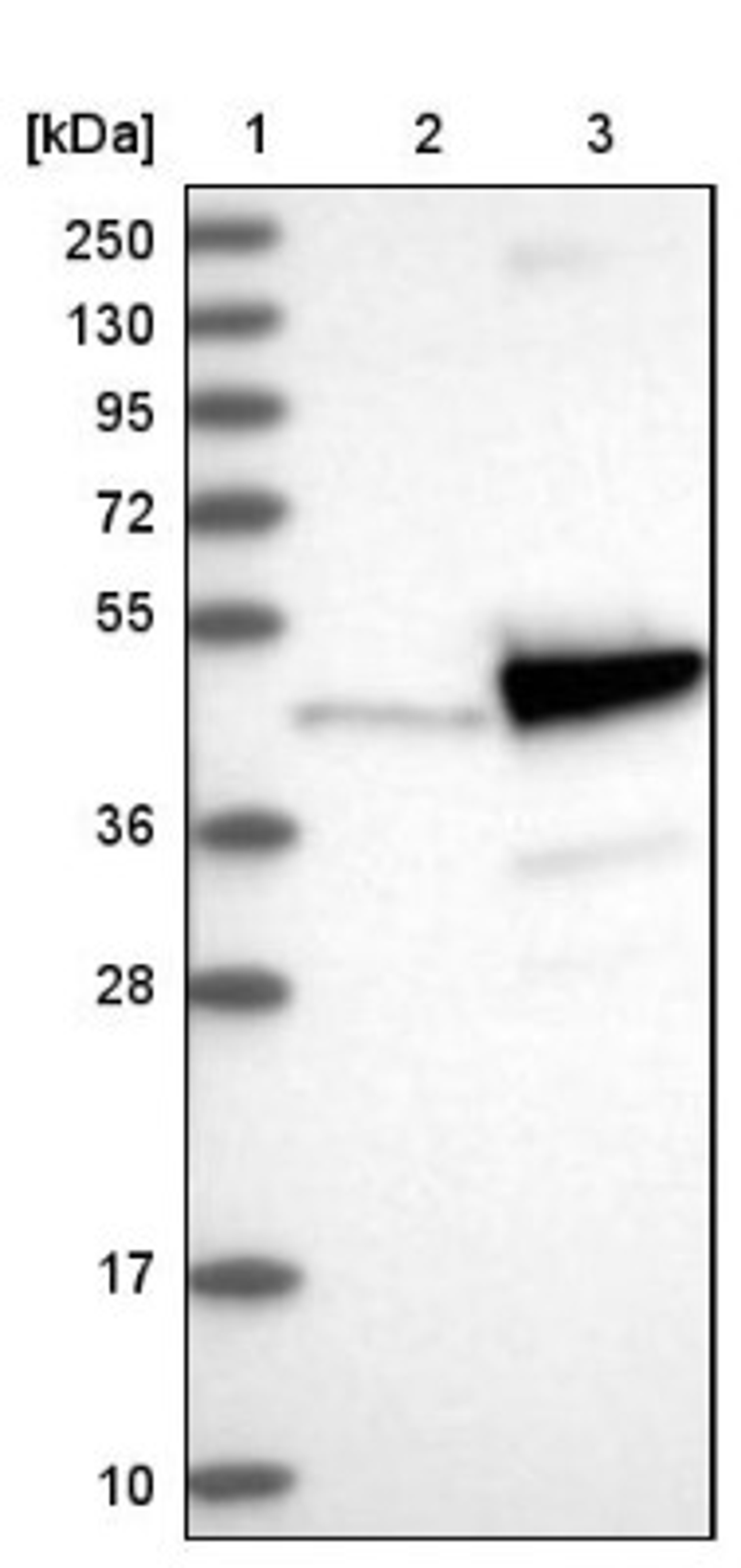 Western Blot: PNMA2 Antibody [NBP1-82806] - Lane 1: Marker [kDa] 250, 130, 95, 72, 55, 36, 28, 17, 10<br/>Lane 2: Negative control (vector only transfected HEK293T lysate)<br/>Lane 3: Over-expression lysate (Co-expressed with a C-terminal myc-DDK tag (~3.1 kDa) in mammalian HEK293T cells, LY416096)