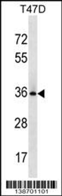 Western blot analysis in T47D cell line lysates (35ug/lane).