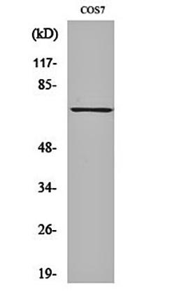 Western blot analysis of COS7 cell lysates using Syk (phospho-Y525) antibody