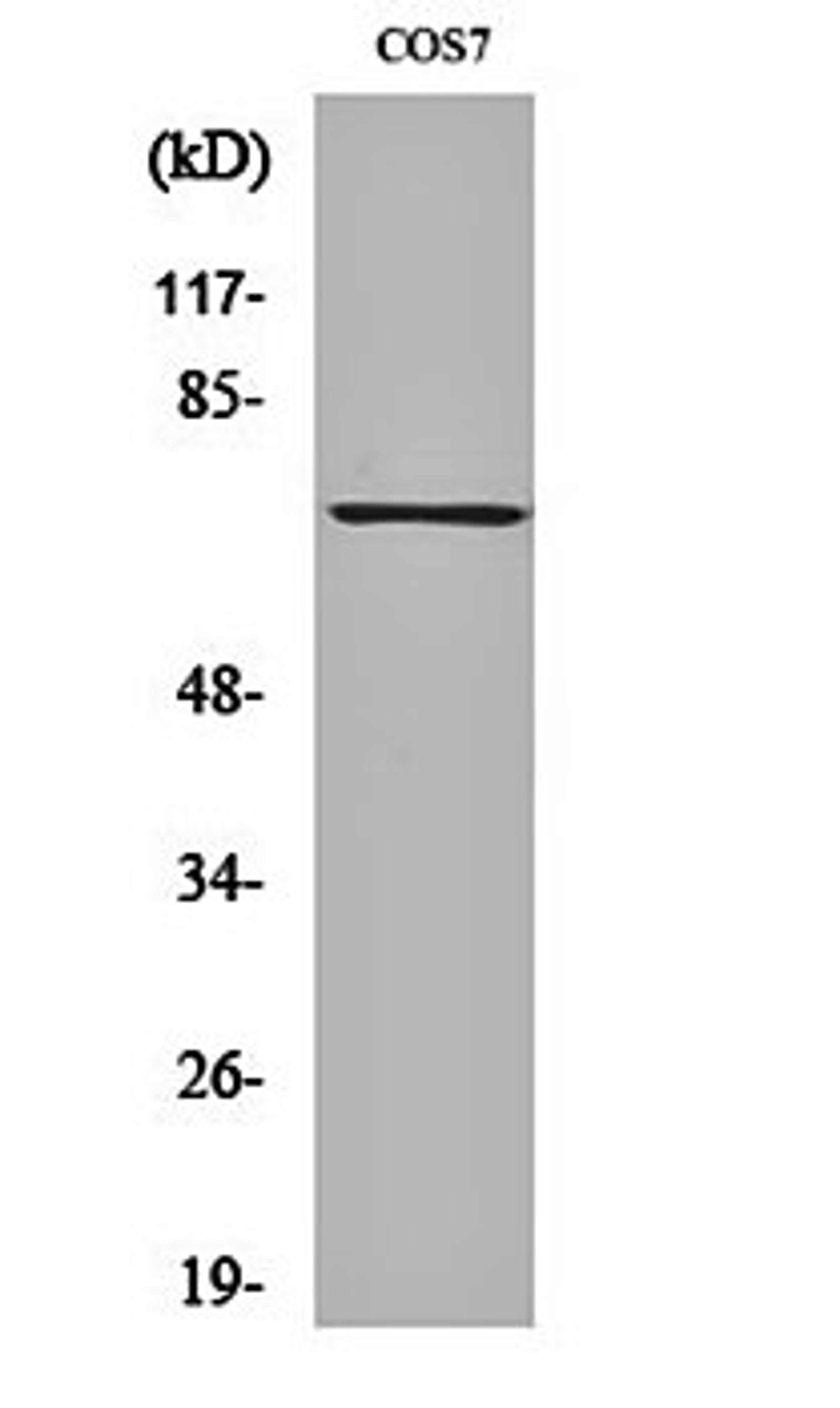 Western blot analysis of COS7 cell lysates using Syk (phospho-Y525) antibody