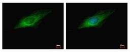 Immunocytochemistry/Immunofluorescence: GEF-H1 Antibody [NBP2-21577] - HeLa cells were fixed in -20C 100% MeOH for 5 min. Green: ARHGEF2 protein stained by GEF-H1 antibody diluted at 1:500. Blue: Hoechst 33343 staining.