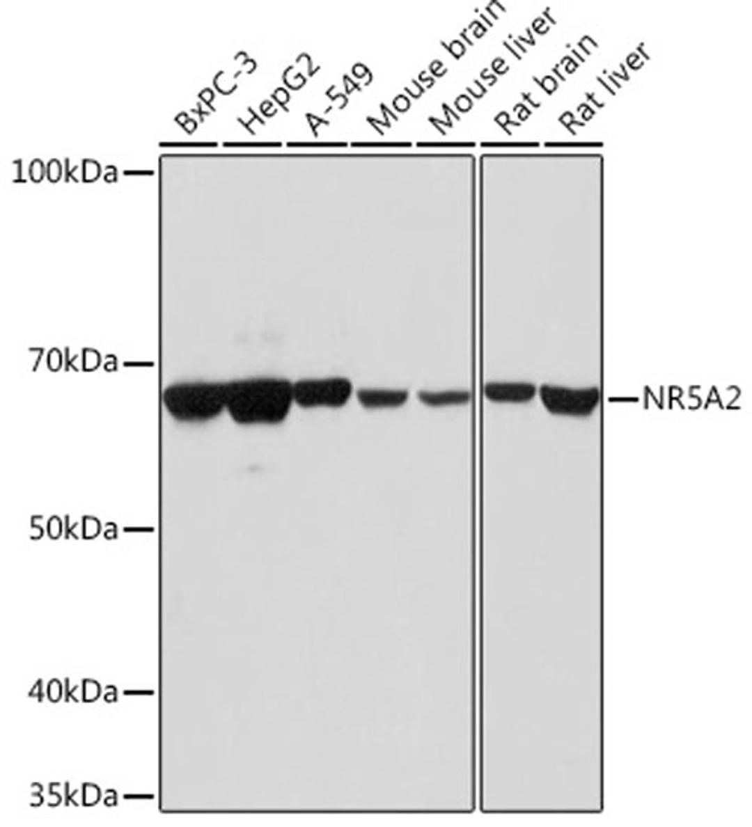 Western blot - NR5A2 antibody (A13688)