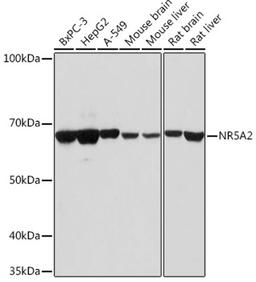 Western blot - NR5A2 antibody (A13688)