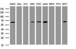 Western Blot: POGK Antibody (6D5) [NBP2-45364] - Analysis of extracts (35ug) from 9 different cell lines by using POGK monoclonal antibody (HepG2: human; HeLa: human; SVT2: mouse; A549: human; COS7: monkey; Jurkat: human; MDCK: canine; PC12: rat; MCF7: human). Dilution: 1:2000