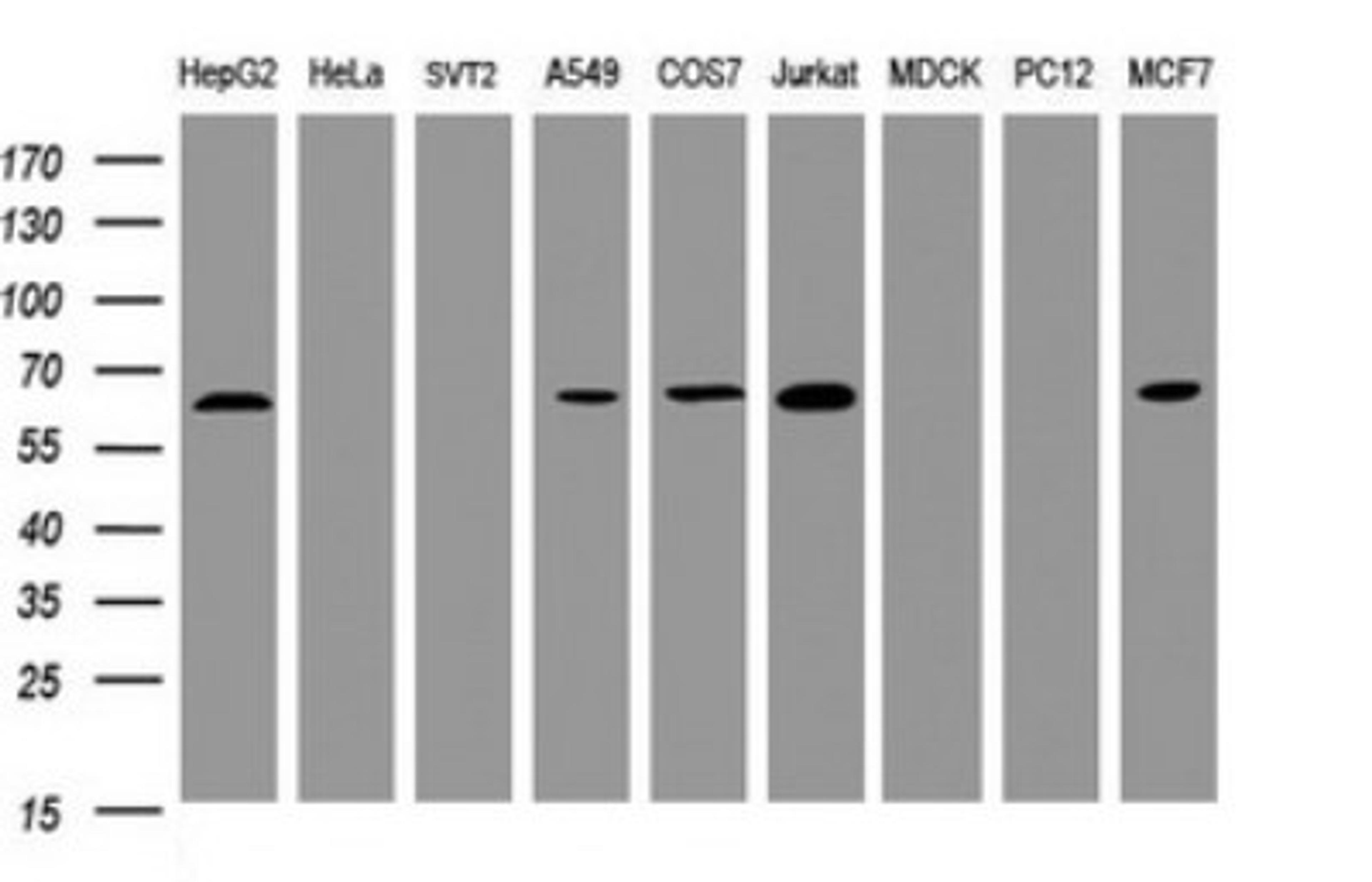 Western Blot: POGK Antibody (6D5) [NBP2-45364] - Analysis of extracts (35ug) from 9 different cell lines by using POGK monoclonal antibody (HepG2: human; HeLa: human; SVT2: mouse; A549: human; COS7: monkey; Jurkat: human; MDCK: canine; PC12: rat; MCF7: human). Dilution: 1:2000