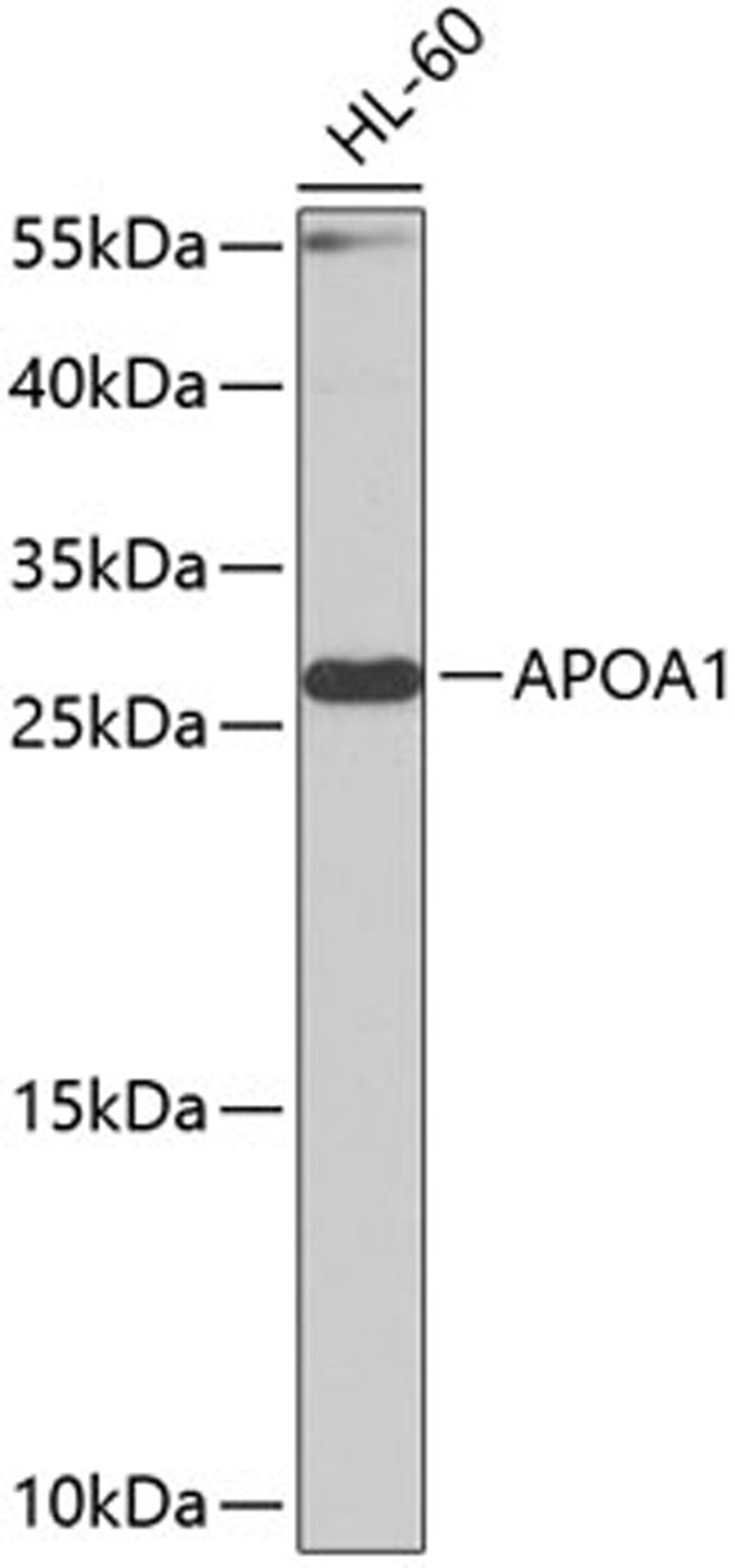 Western blot - APOA1 antibody (A1129)