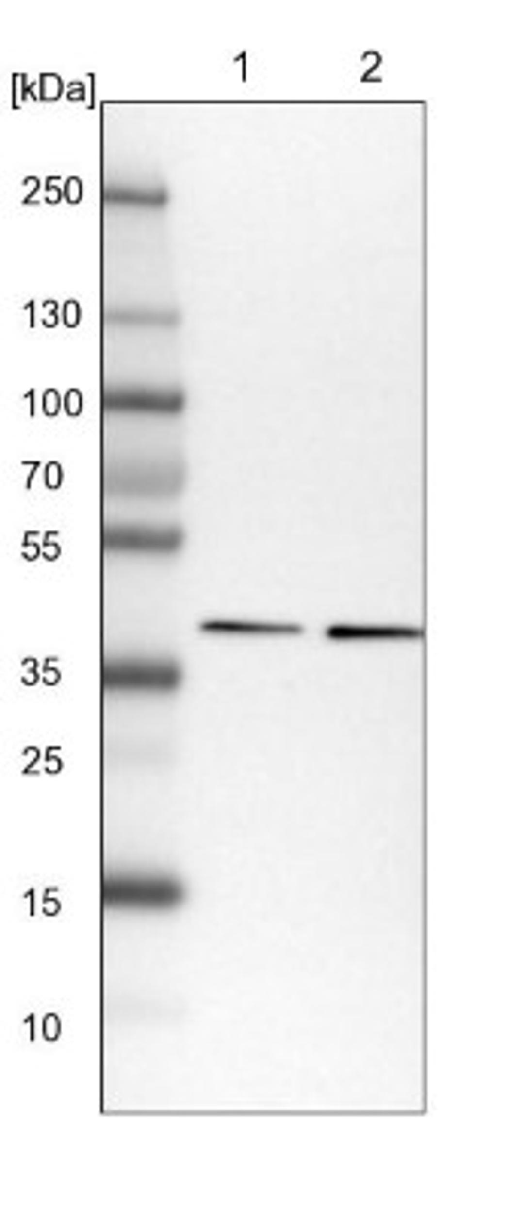 Western Blot: DNAJB4 Antibody [NBP1-81735] - Lane 1: NIH-3T3 cell lysate (Mouse embryonic fibroblast cells)<br/>Lane 2: NBT-II cell lysate (Rat Wistar bladder tumour cells)