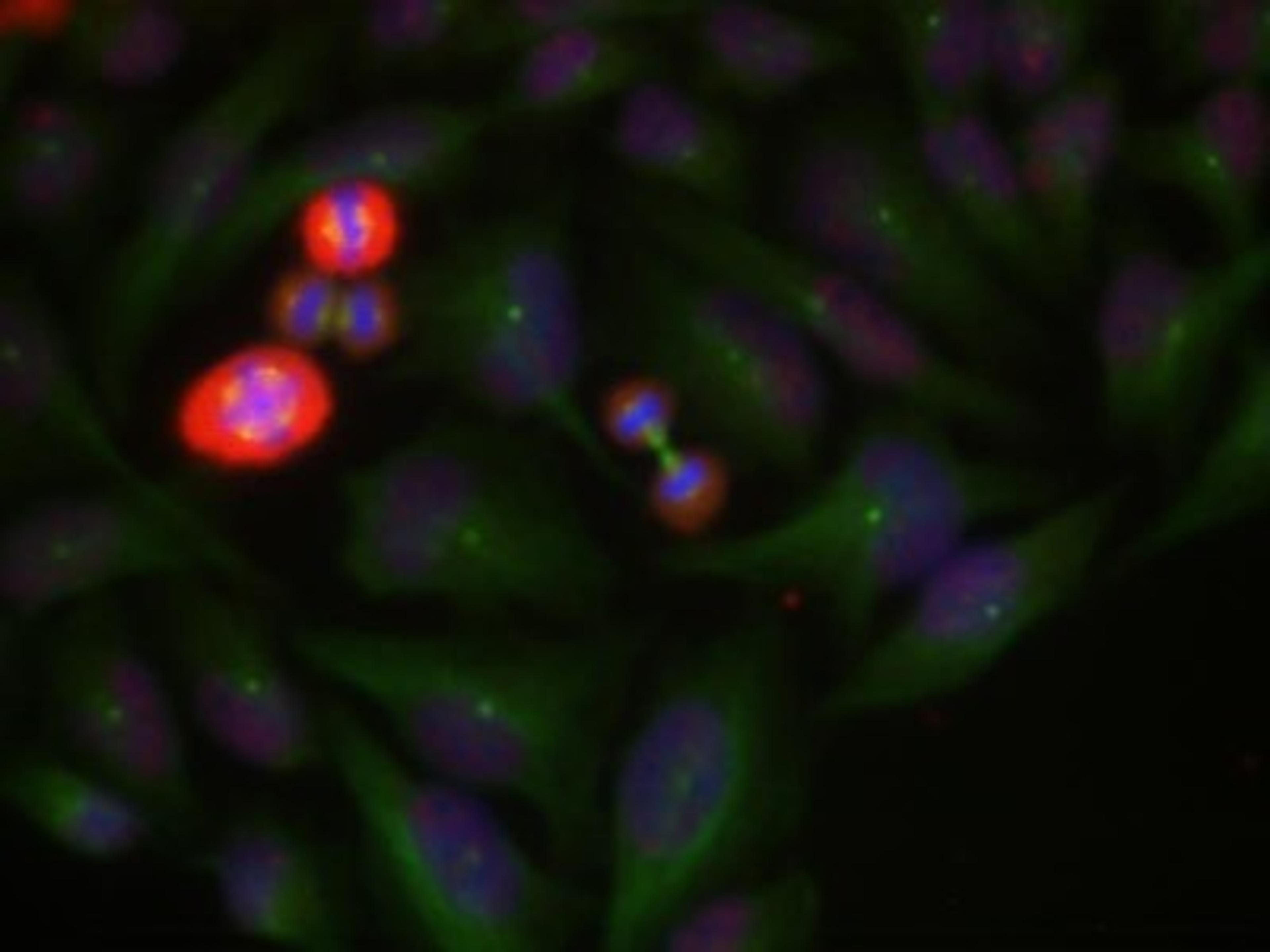 Immunocytochemistry/Immunofluorescence: c-jun [p Thr239] Antibody [NB100-81860] - Staining of methanol-fixed Hela cells using c-Jun (Phospho-Thr239) antibody