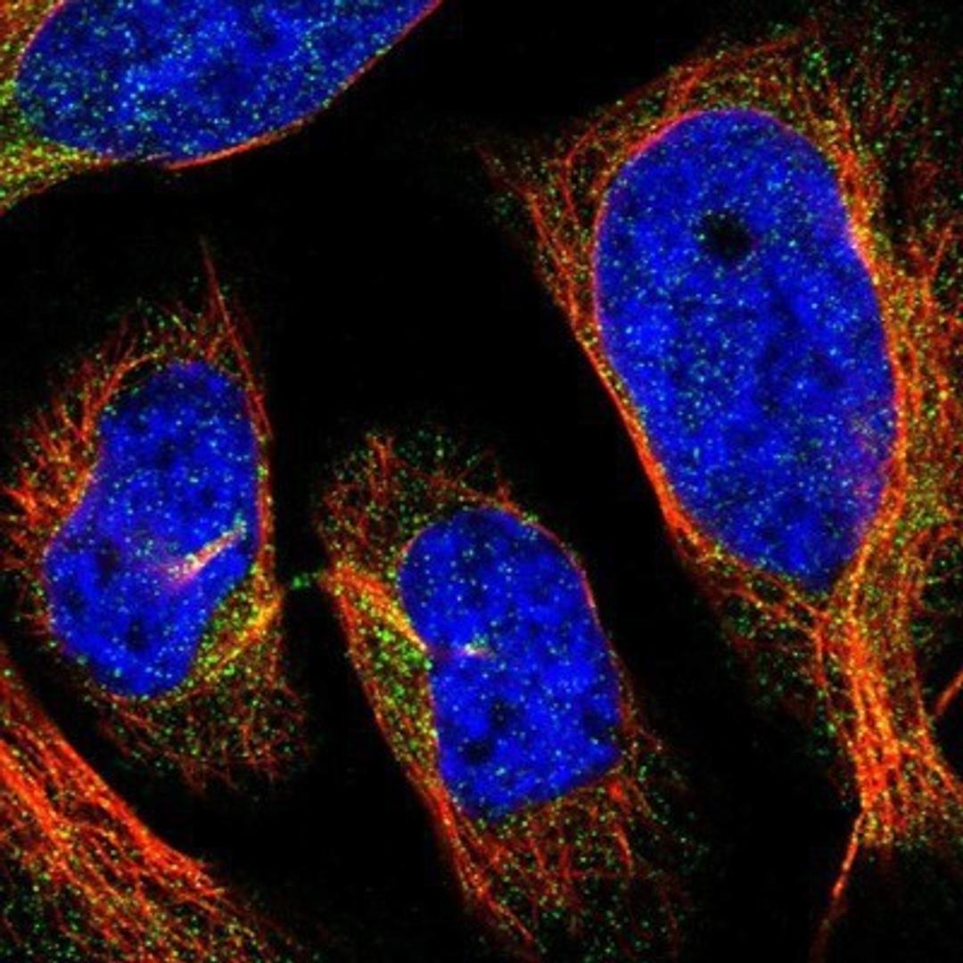 Immunocytochemistry/Immunofluorescence: HLCS Antibody [NBP1-81759] - Staining of human cell line U-2 OS shows positivity in cytoplasm.