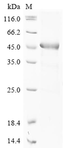 (Tris-Glycine gel) Discontinuous SDS-PAGE (reduced) with 5% enrichment gel and 15% separation gel.