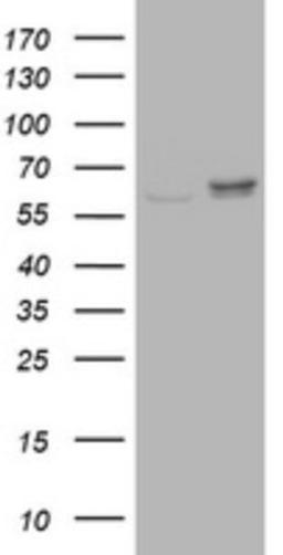 Western Blot: Ribophorin II Antibody (1G9) [NBP2-45963] - Analysis of HEK293T cells were transfected with the pCMV6-ENTRY control (Left lane) or pCMV6-ENTRY Ribophorin II.