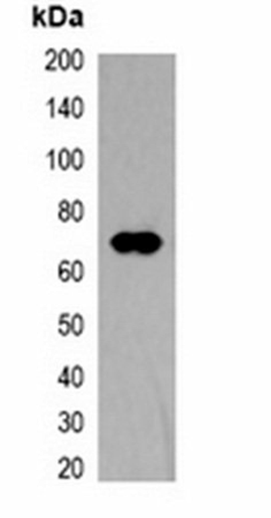 Western blot analysis of 293T cell lysate using TAP-tag antibody